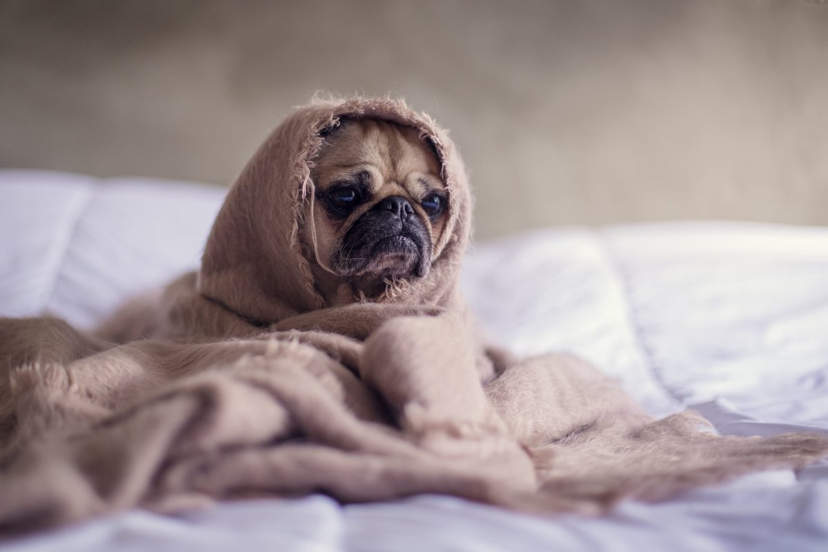 a pug wrapped in a blanket sitting on a bed