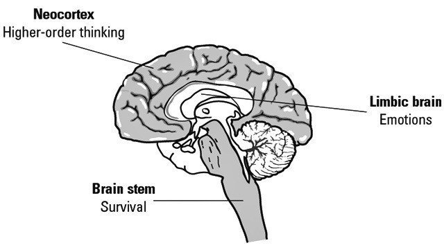 triune brain model