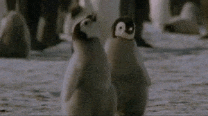 gif of baby penguin