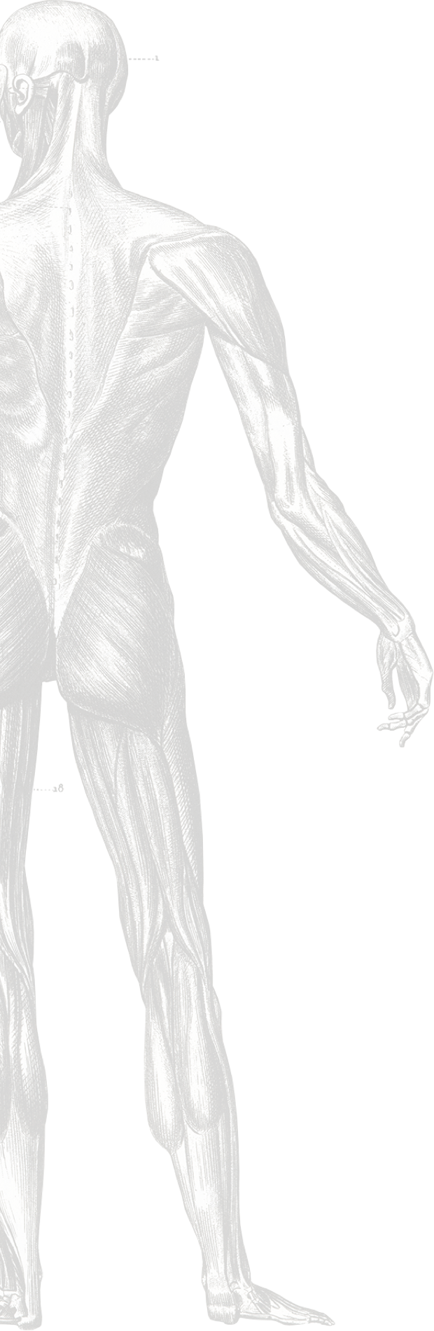 sketch of muscular system