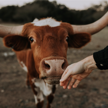 Long horn cow