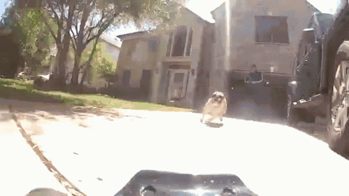 gif of dog chasing a toy car