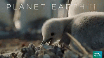 A gif of a baby penguin picking up a rock with it's beak.