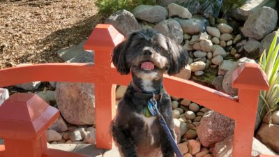small dog smiling with tongue out on bench