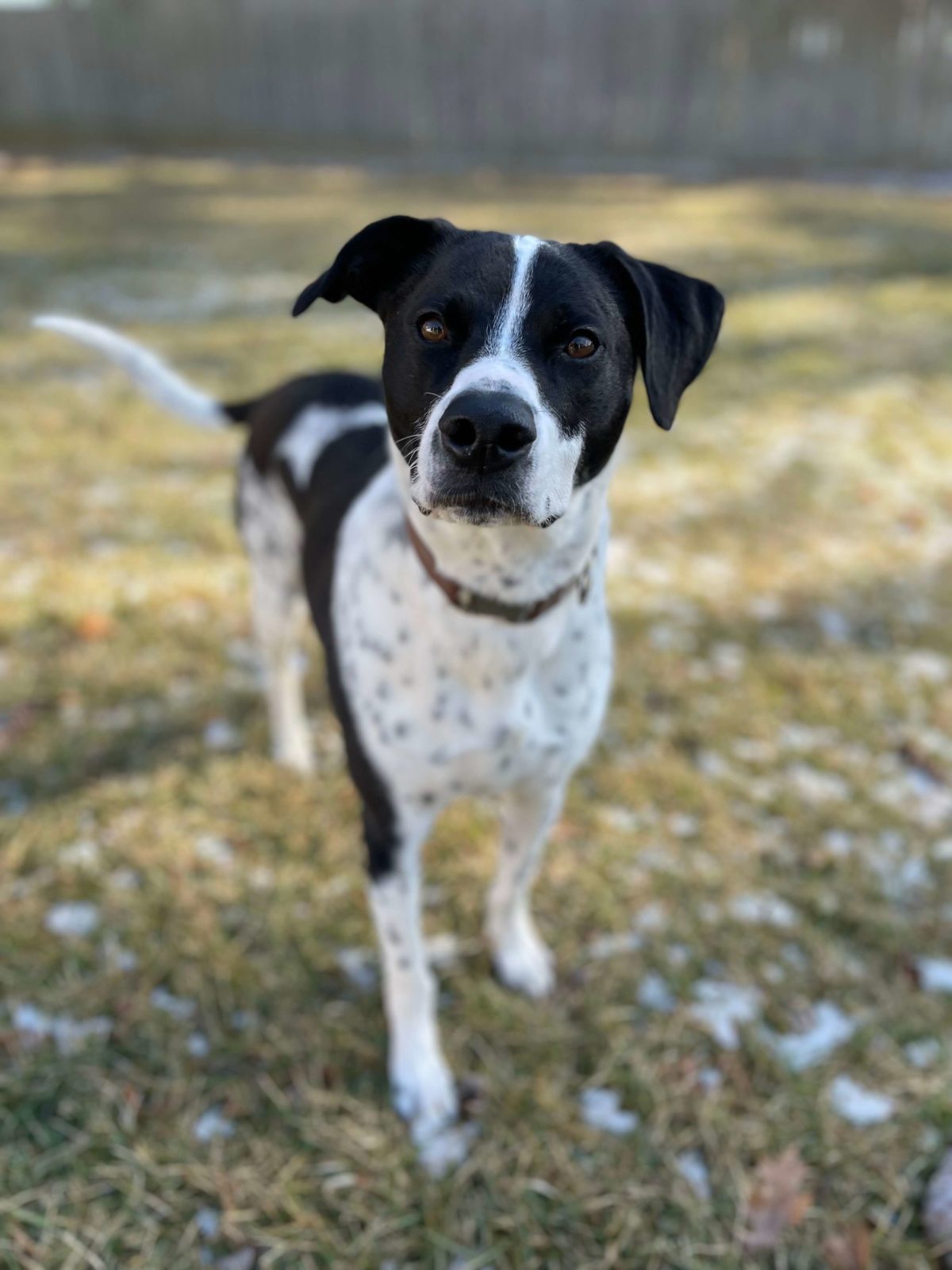 A black and white dog named Pepper