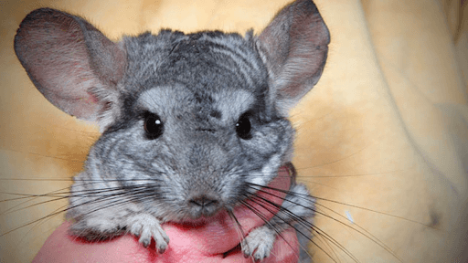 Close up of chinchilla being held 
