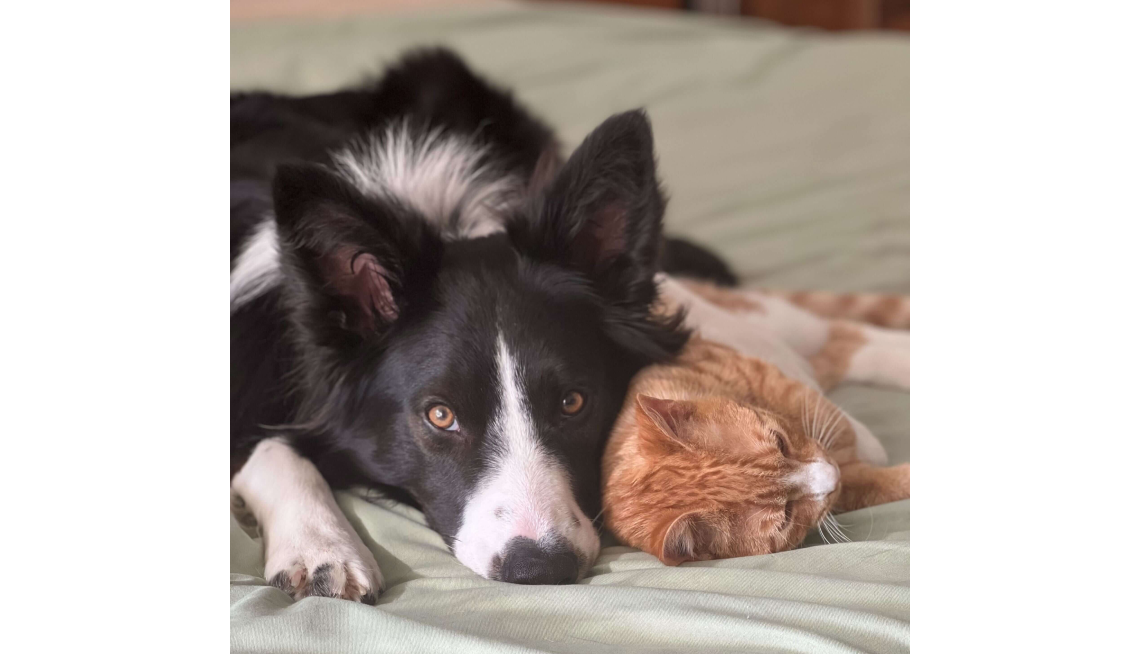 A border collie and a golden-colored tabby cat cuddling. 