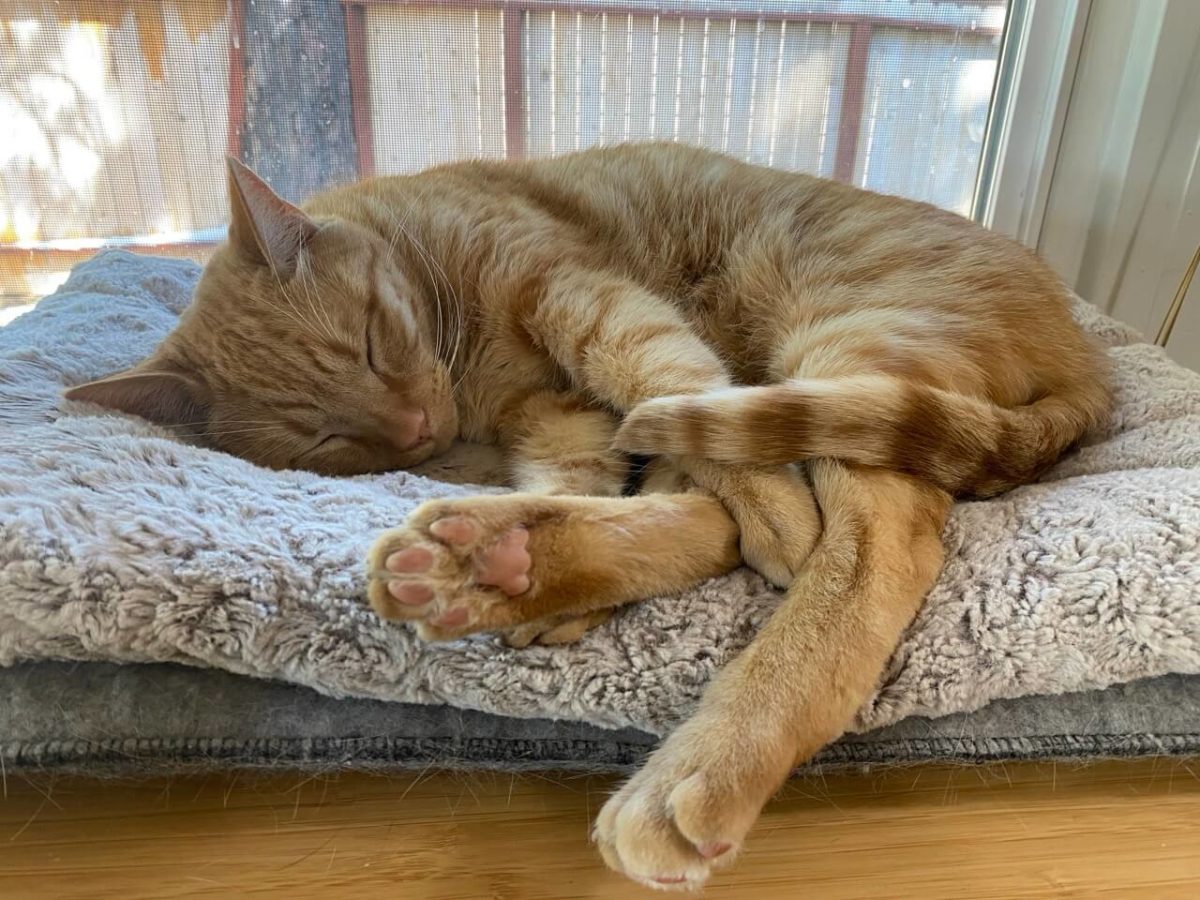 An orange tabby cat sleeping.